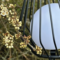 Evesham Udendrs Lanterne / sort small