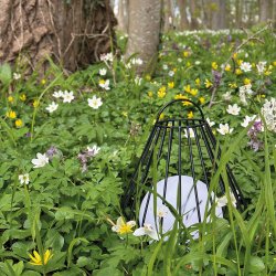 Evesham Udendrs Lanterne / sort small